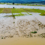 Niger flood