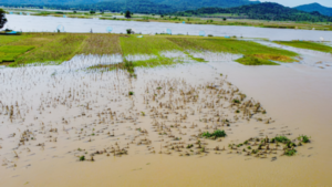 Niger flood