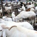 sallah-rams