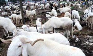 sallah-rams
