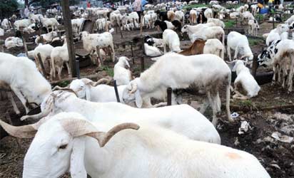 sallah-rams