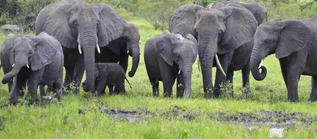 Elephants