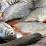 fish-market