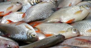 fish-market